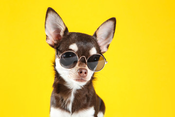 Chihuahua dog in sunglasses on yellow background