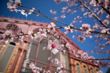 First spring flowers on this tree in the center of the city.