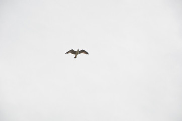 Feeling the freedom. Seabird flying high. Gull soaring in sky. Sea gull on cloudy background. Gull in flight. Flying grey seagull