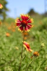 Red and yellow flower in a garden