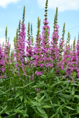 Closeup lythrum salicaria called as purple loosestrife with tall pink ears in summer garden