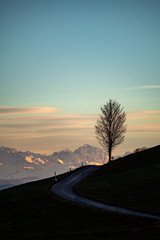 Baum am Ende der Strass - Hochkant