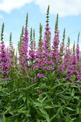 Closeup lythrum salicaria called as purple loosestrife with tall pink ears in summer garden