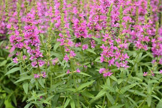 Closeup lythrum salicaria called as purple loosestrife with tall pink ears in summer garden
