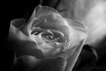 black and white rose