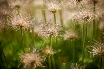 Pulsatilla patens seeds drops.Beautiful plants from the botanical garden for the catalog. Natural lighting effects. Shallow depth of field. Selective focus, handmade art of nature. Flower landscape