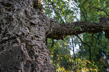 Fototapeta na wymiar Close-up of bark cork oak tree (Quercus suber) in Massandra landscape park in Crimea. Rich colorful texture as natural background for any design.