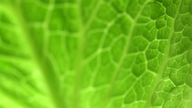 Green plant leaf of lettuce or cabbage with a pattern macro with backlight. Focus motion, 4K