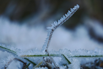 Frozen gras on icy snow background