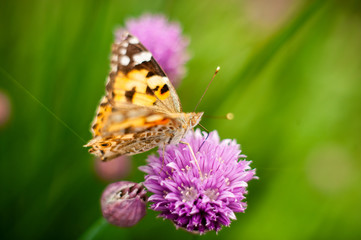 Fototapeta premium Urticaria butterfly on honey flowers of lettuce onion. Aglais urticae, Nymphalis urticae is diurnal butterfly from the family Nymphalidae, species of genus Aglais.