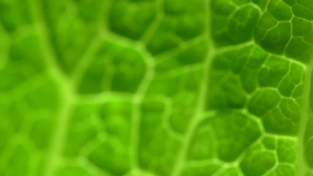 Green plant leaf of lettuce or cabbage with a pattern macro with backlight. Focus motion, 4K