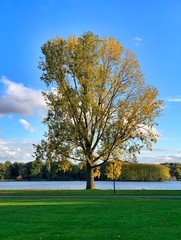 Obraz premium Autumn tree in in Sloterpark, Amsterdam