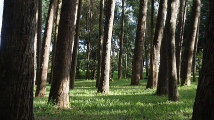 arboles de lado 