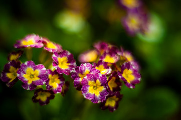 Primula vulgaris.plants from botanical garden for catalog. Natural lighting effects. Shallow depth of field. Selective focus, handmade of nature. Flower landscape