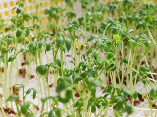 Many green watercress sprouts growing in a large container