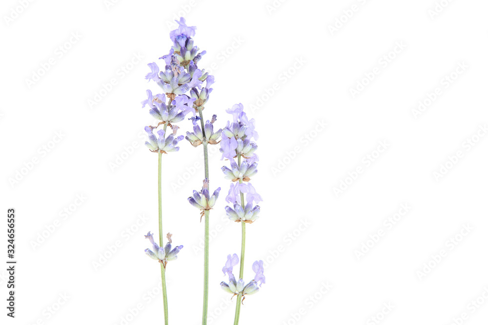 Wall mural lavender flowers isolated on white background