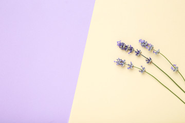 Lavender flowers on colorful background