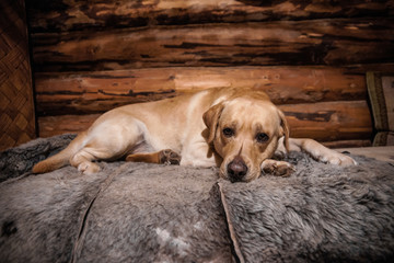 Sad dog. Labrador with a toy