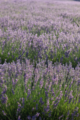 Fototapeta premium Lavender fields blooming