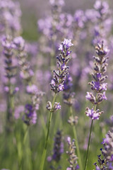 Fototapeta premium Lavender flowers
