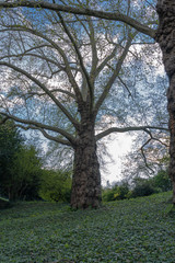 Fototapeta premium Paris, France - 04 13 2019: Plane tree in the Buttes Chaumont park