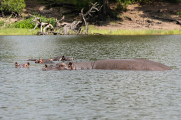 Fototapeta premium Nilpferd