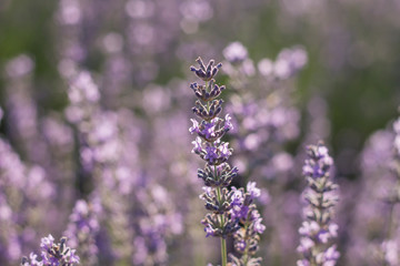 Lavender flowers blooming