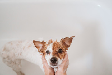 cute lovely small dog wet in bathtub, clean dog. Woman washing her dog. Pets indoors
