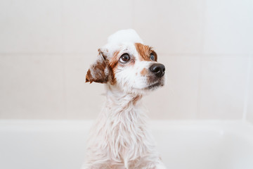 cute lovely small dog wet in bathtub, clean dog with funny foam soap on head. Pets indoors - 324658333