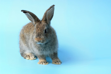 Happy cute gray bunny rabbit with long ears on blue background. celebrate Easter holiday and spring coming concept.
