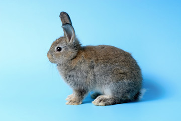 Happy cute gray bunny rabbit with long ears on blue background. celebrate Easter holiday and spring coming concept.