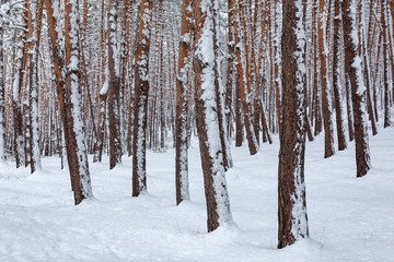 Fototapeta premium Snow over the spruces and pines in Surami, forest