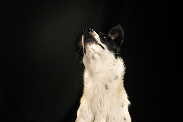 Dog looks up, funny portrait of basenji on a black background with copy space