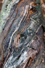 The bark of an old tree, photographed closeup