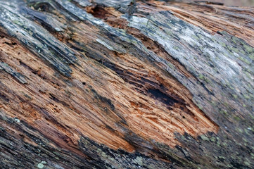 The bark of an old tree, photographed closeup