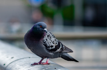 A gray dove sits on the black railing of the bridge.