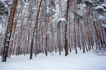 Snow over the spruces and pines in Surami, forest