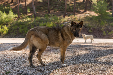 Stray dog left in the woods