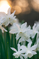 White daffodil flowers blooming in the spring
