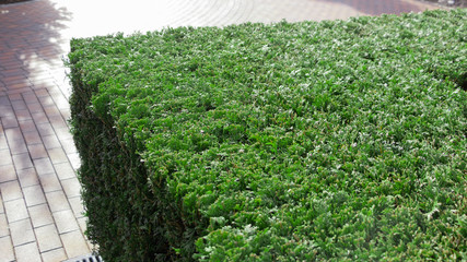 hedge of shared square thuja bushes in the backyard