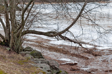 The rocky shore of a large lake in early spring, trees, large stones and melting ice near the shore on a cloudy spring day.