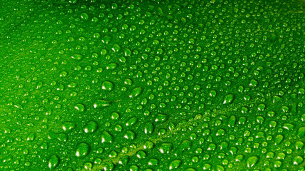 .palm leaf with dew closeup