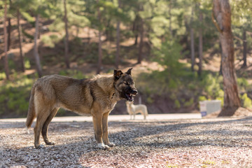 Stray dog left in the woods