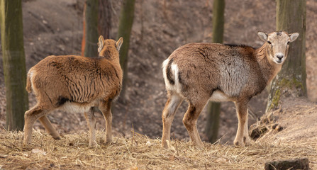 Two female deer in autumn forest, closeup