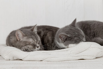 Two gray cats sleep together, hug and care. Show tenderness, lie on a soft white knitted sweater.
