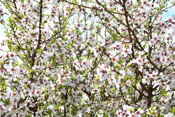 Almond tree full of white and pink flowers with green leaf buds