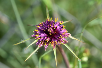 Salsify (Tragopogon porrifolius) in full bloom