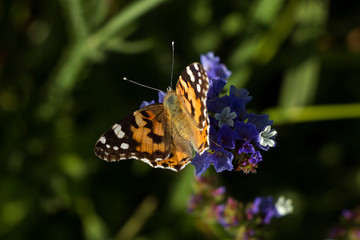 Fototapeta na wymiar Painted Lady butterfly (Vanessa Cardui), wings opened, feeding pollen, collects nekrar from white and blue flowers (Limonium). Butterfly with wings, top view, summertime background