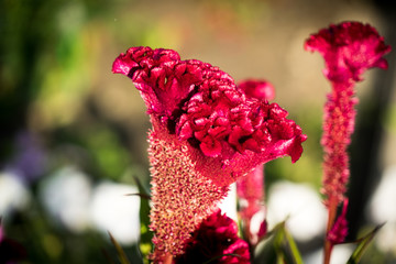 A photo of a flower celosia comb. Largly.