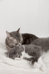 Two gray cats sleep together, hug and care. Show tenderness, lie on a soft white knitted sweater.